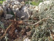 بالفيديو || مستوطنون يكسرون أشتال زيتون في مسافر يطا
