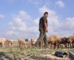مستوطنون يعتدون على مواطن أثناء رعيه أبقاره في الأغوار الشمالية