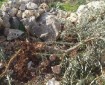 بالفيديو || مستوطنون يكسرون أشتال زيتون في مسافر يطا
