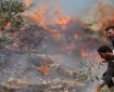 مستوطنون يحرقون أراضي زراعية في سهل برقة شمال غرب نابلس