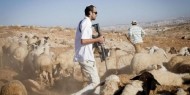 مستعمرون يهاجمون أهالي عرب المليحات غرب أريحا